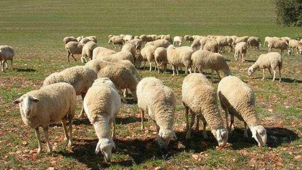 Naci�n quiere sumar valor a la producci�n lanar del norte cordob�s