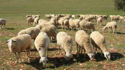 Naci�n quiere sumar valor a la producci�n lanar del norte cordob�s