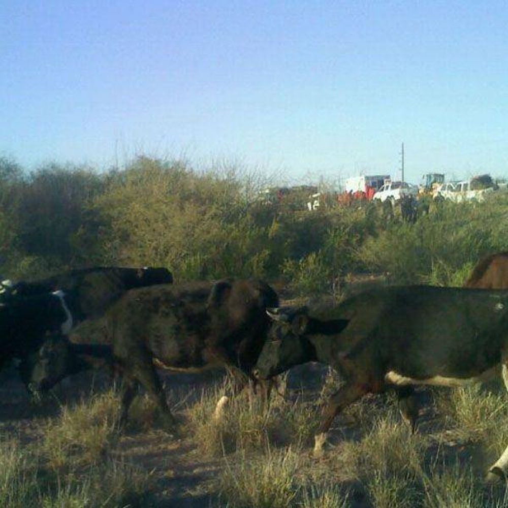 Detuvieron al presunto due�o de la vaca que caus� el accidente en Ruta 38