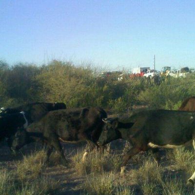 Detuvieron al presunto due�o de la vaca que caus� el accidente en Ruta 38