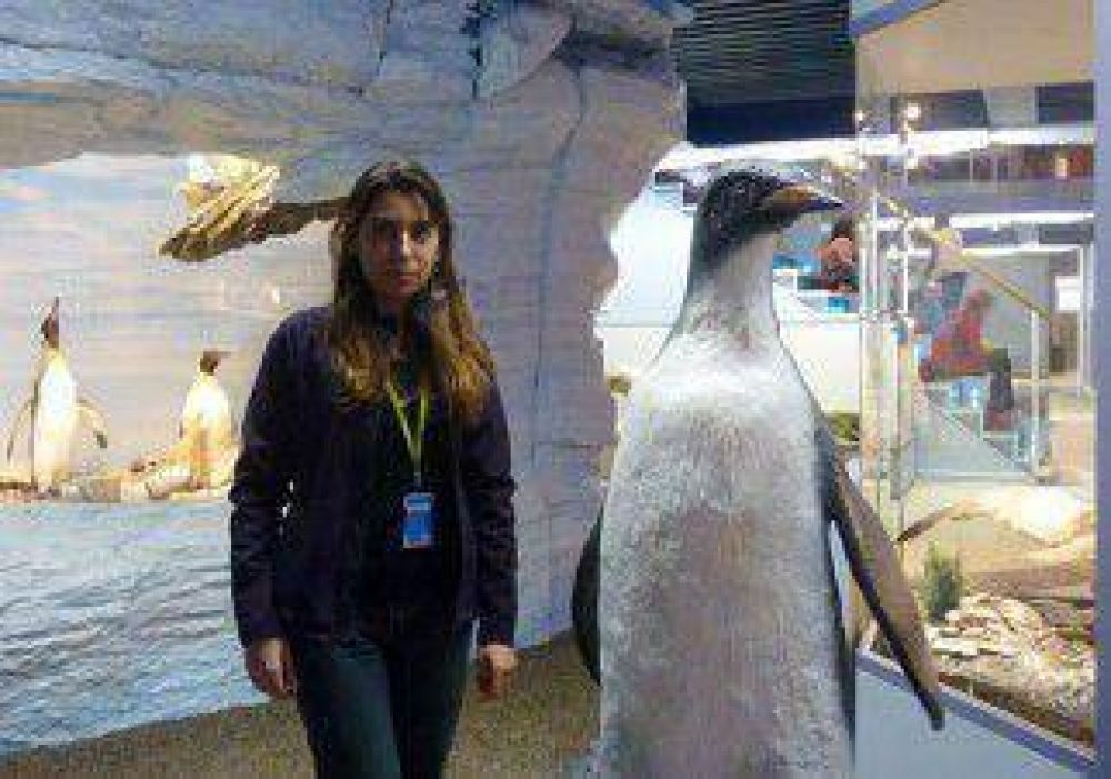 Hallaron nuevo ejemplar de ping�ino gigante 