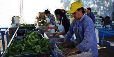 Enviaron 4.500 kilos de banana al Mercado Central