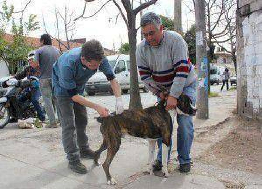 Campa�a de vacunaci�n antirr�bica 2013: prev�n vacunar alrededor de 3 mil mascotas este viernes en el barrio Cuyaya