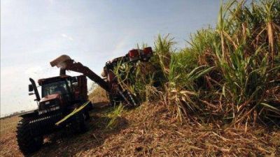 El Gobierno exige a los ingenios que presenten sus planes de exportaci�n