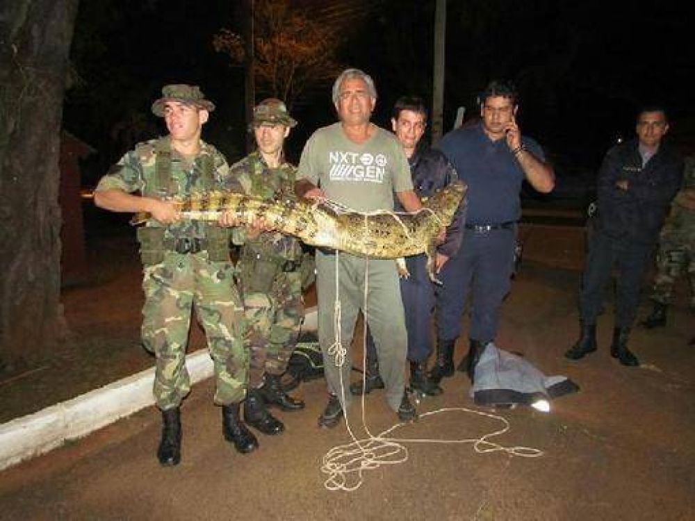 El Yacar� overo rescatado en el predio del Ej�rcito ser� trasladado al centro de Recr�a El Puma
