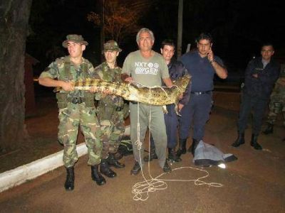 El Yacar� overo rescatado en el predio del Ej�rcito ser� trasladado al centro de Recr�a El Puma