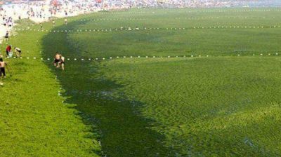 En China, un mar se ti�� de verde por una invasi�n de algas