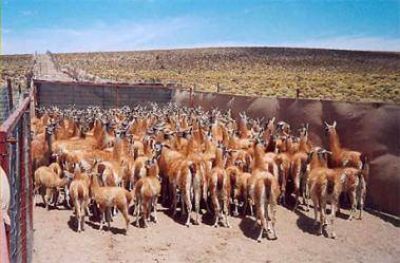 Unas 400 familias de peque�os productores de la Regi�n Sur se incorporan al aprovechamiento de la fibra del guanaco