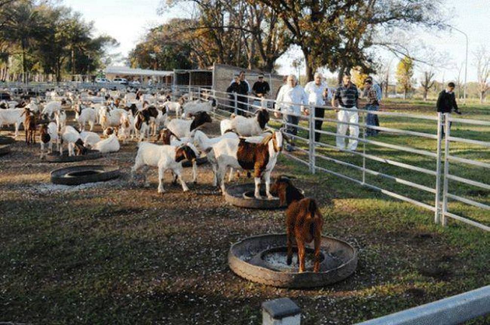 Se transfirieron 1000 reproductores a centros de desarrollo caprino