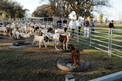 Se transfirieron 1000 reproductores a centros de desarrollo caprino