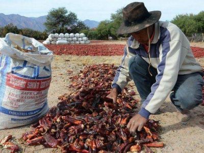 Los pimentoneros de San Carlos, en cr�tica situaci�n