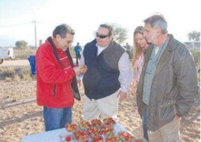 La SAPEM Tri�ngulo del Sol fomenta producci�n de frutillas