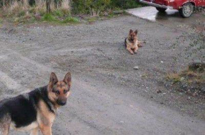 Ordenan al municipio que presente un plan de erradicaci�n de animales callejeros