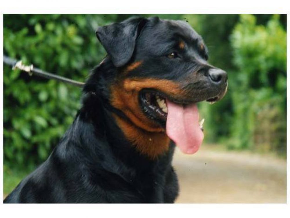 Incautaron un rottweiler que mordi� a un motociclista en el gl�teo