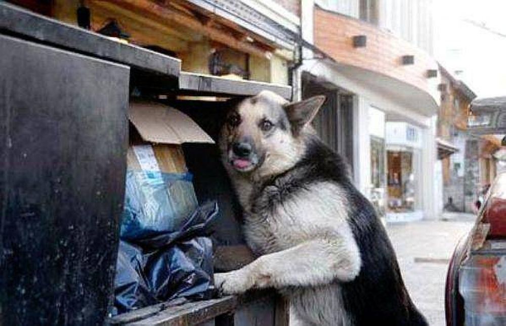 Municipalidad debe presentar un plan preventivo de erradicaci�n de perros callejeros