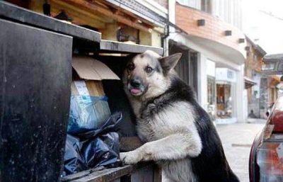 Municipalidad debe presentar un plan preventivo de erradicaci�n de perros callejeros