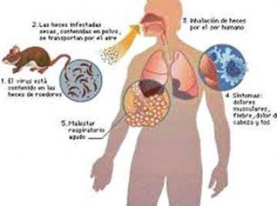 Recomendaciones municipales ante presencia de Hanta Virus