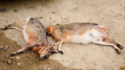 Caz� dos maras en extinci�n cerca del M�dulo Norte y termin� preso