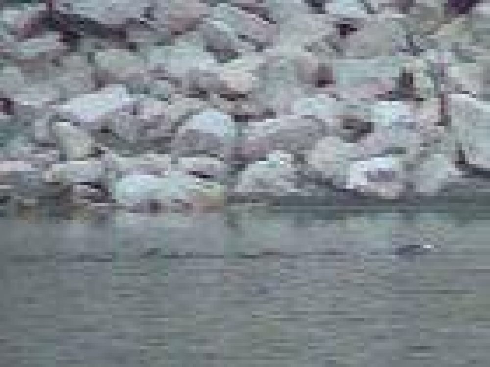 Alerta en el dique Cabra Corral por una v�bora de gran tama�o
