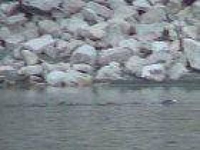 Alerta en el dique Cabra Corral por una v�bora de gran tama�o