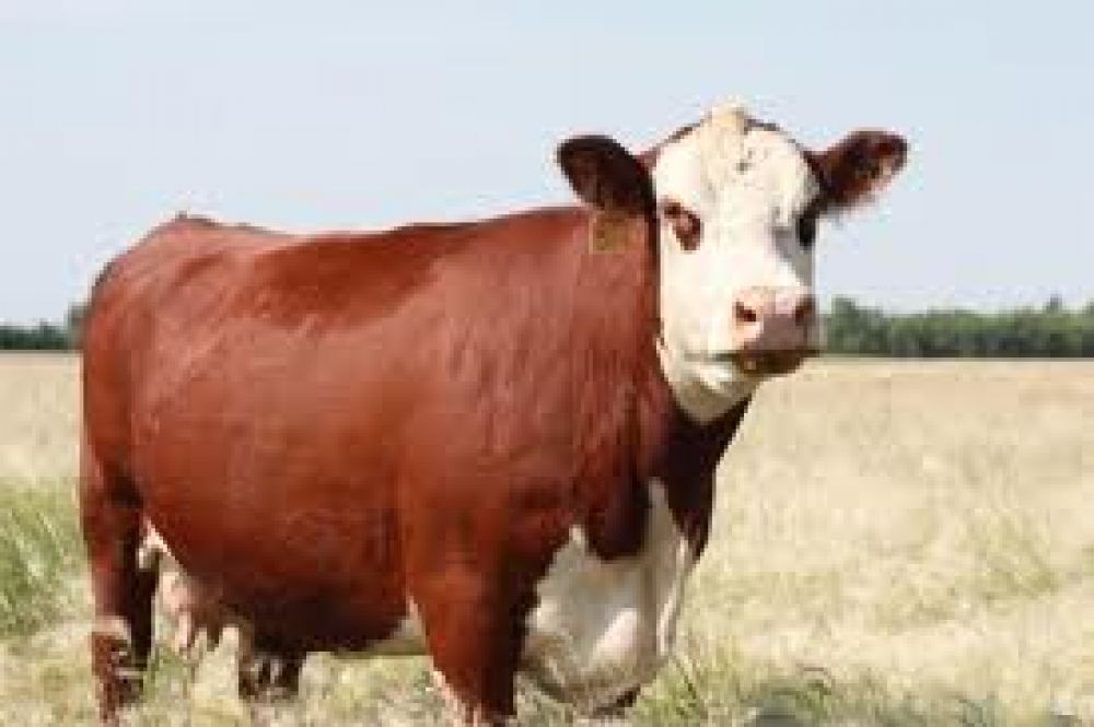 Recuperaron 50 vacas que ser�an robadas