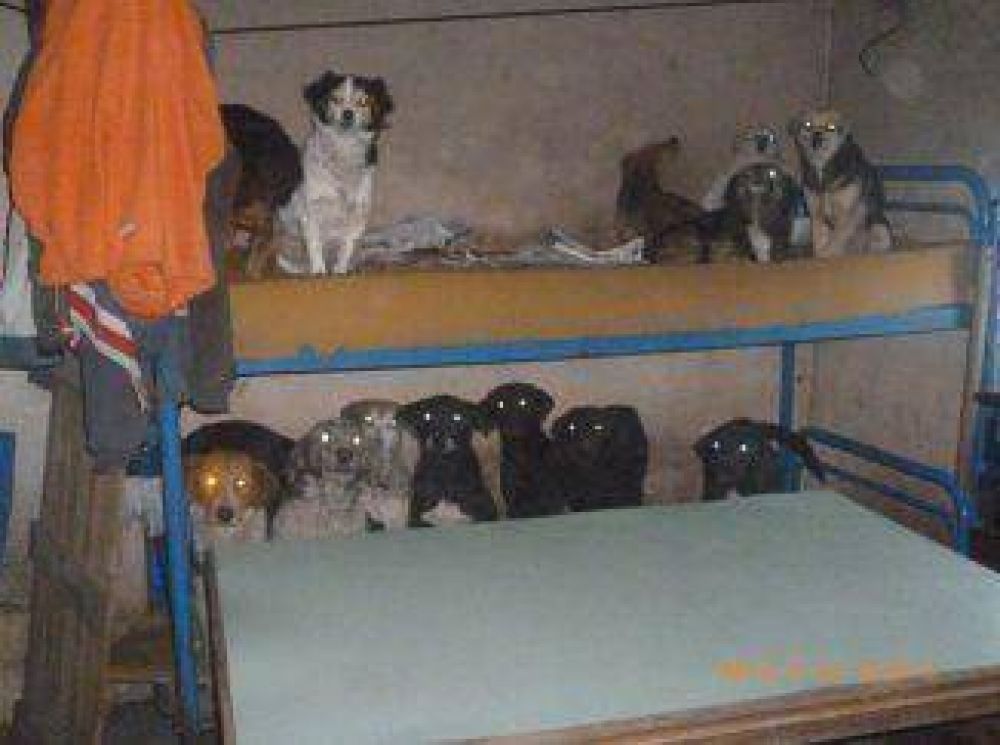 Vecino falleci� y dej� 60 perros abandonados