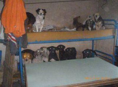 Vecino falleci� y dej� 60 perros abandonados