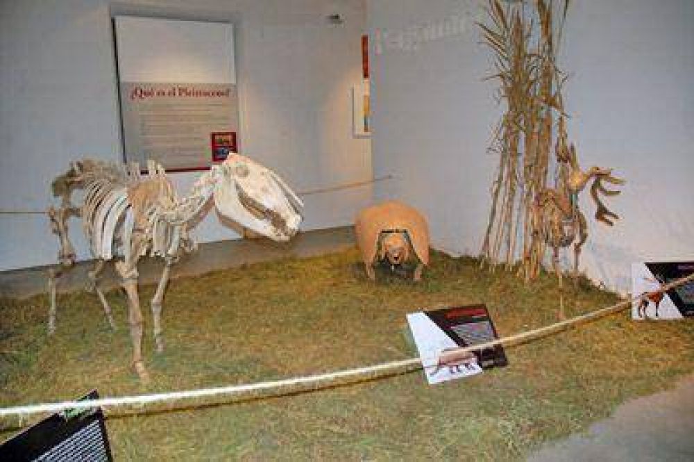 Grandes Mam�feros Sudamericanos en el Museo
