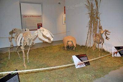 Grandes Mam�feros Sudamericanos en el Museo