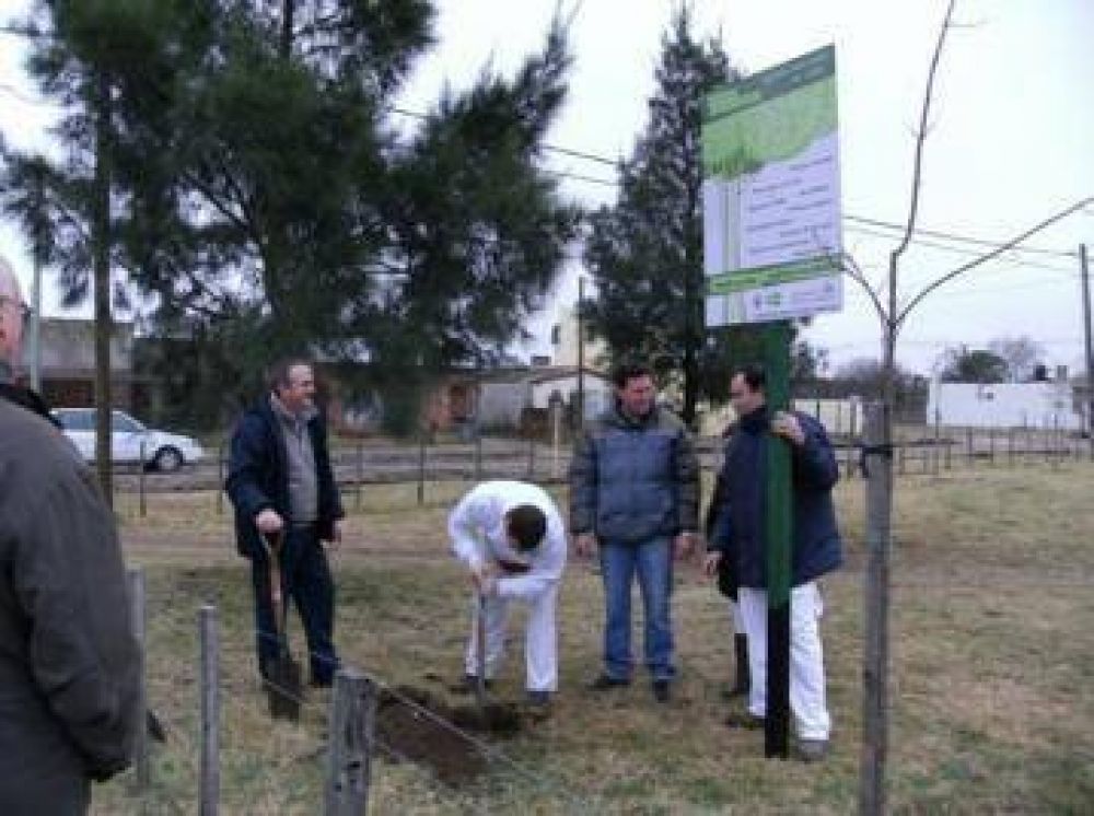 Plantaron 50 �rboles en la plaza del Barrio Villa Italia