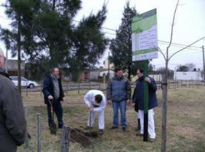 Plantaron 50 �rboles en la plaza del Barrio Villa Italia
