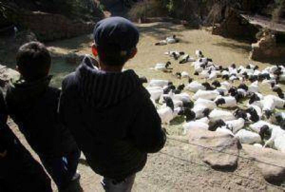 Promueven un Zoo con animales virtuales