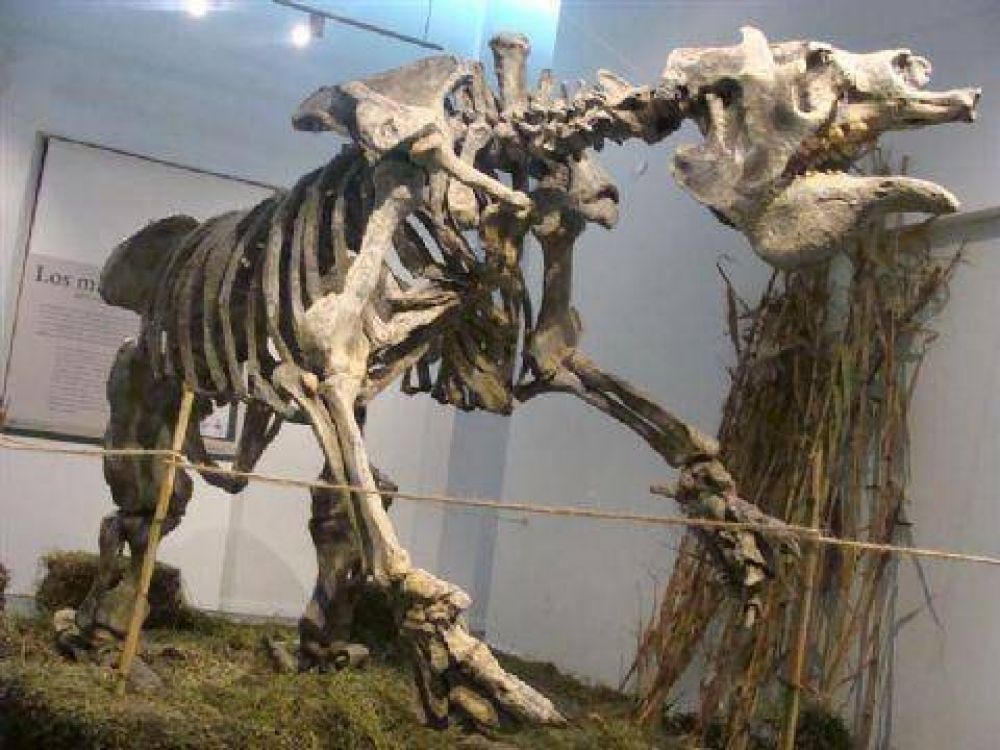 Exhiben grandes mam�feros sudamericanos del Pleistoceno 	  
