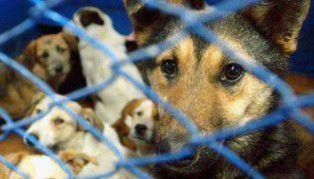 La Ciudad podr�a prohibir la matanza de animales