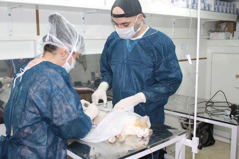 NUEVA JORNADA DE ESTERILIZACI�N EN TOLHUIN.-