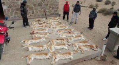 Capturaron a un cazador furtivo de vicu�as en Bel�n