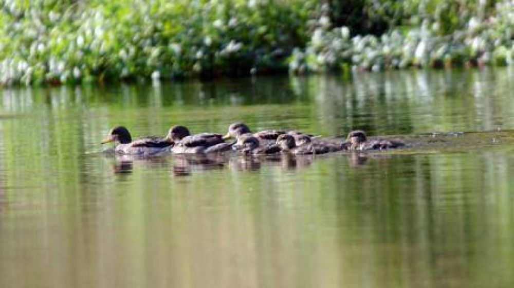 Los nuevos patos de la Isla de los Patos