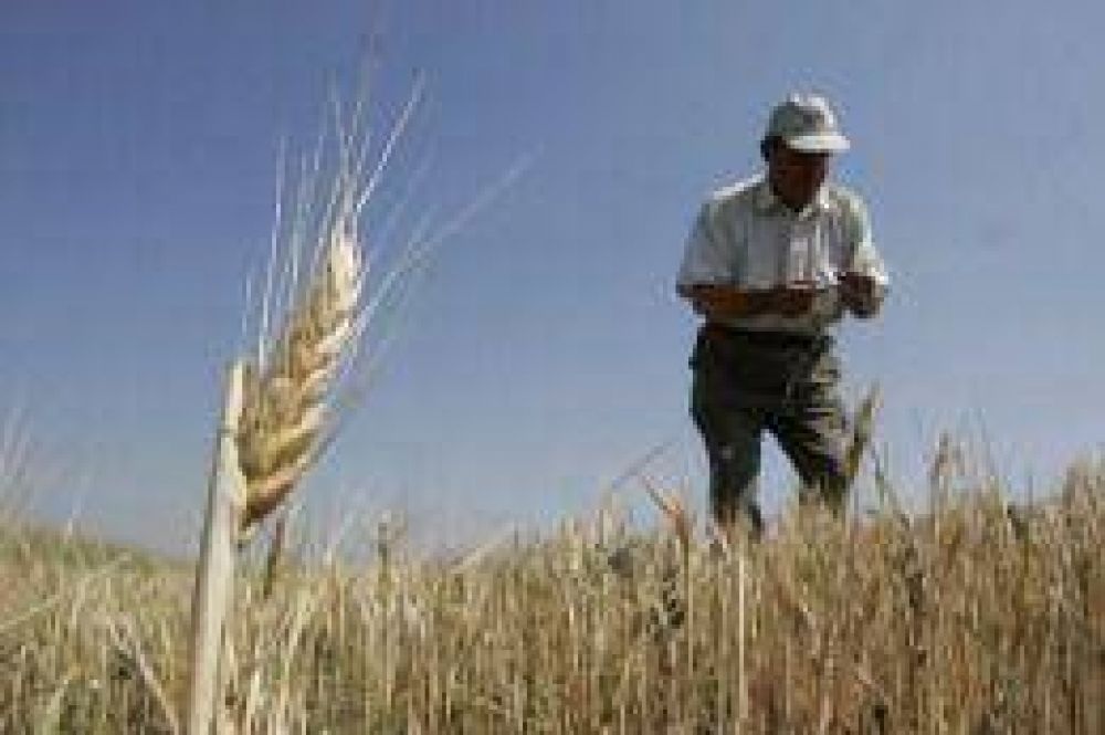 El Ministerio de Agricultura afirm� que est� garantizada la calidad del trigo disponible