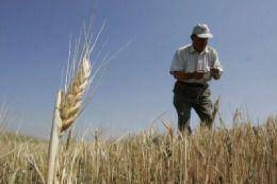 El Ministerio de Agricultura afirm� que est� garantizada la calidad del trigo disponible