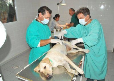 Tenencia responsable de mascotas: el Concejo Deliberante mira para otro lado