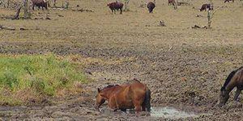 La emergencia agropecuaria para Formosa a�n no fue homologada