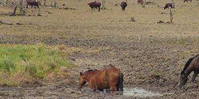 La emergencia agropecuaria para Formosa a�n no fue homologada