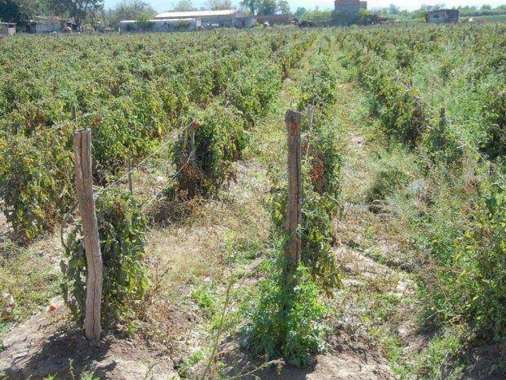 El clima afecta a los tomateros