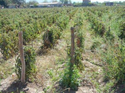 El clima afecta a los tomateros