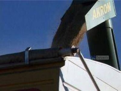 Molineros afirman que el trigo alcanza y descartan problemas de calidad