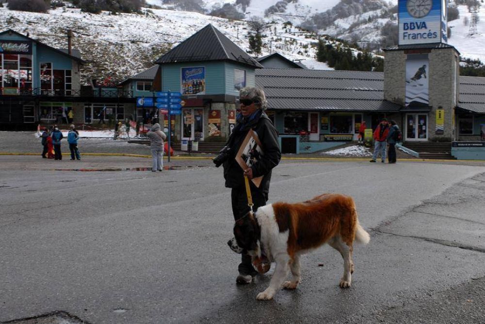 La incre�ble historia de los San Bernardo en Bariloche