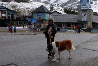 La incre�ble historia de los San Bernardo en Bariloche