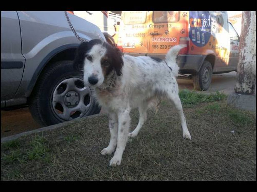 El perrito Ruffo ya camina, aunque su mejor�a es lenta