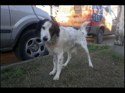 El perrito Ruffo ya camina, aunque su mejor�a es lenta