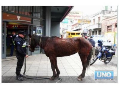 Investigan destino de equinos secuestrados en la provincia